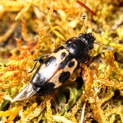 Glischrochilus confluentus