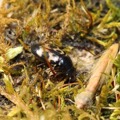 Glischrochilus confluentus