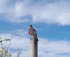Daptrius chimango temucoensis