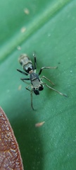 Salticidae