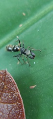Salticidae