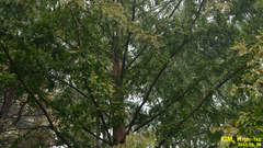 Metasequoia glyptostroboides