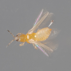 Frankliniella