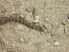 Trimerodytes balteatus