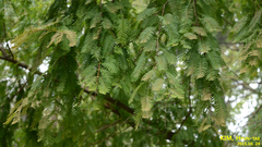Metasequoia glyptostroboides