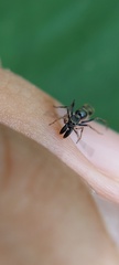 Salticidae