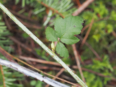 Rubus leucodermis
