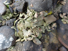 Dermatocarpon miniatum