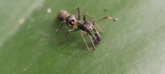 Salticidae