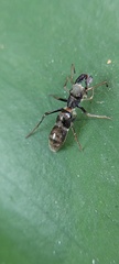 Salticidae