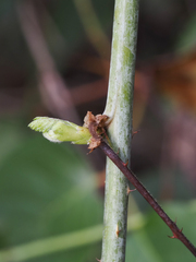 Rubus leucodermis