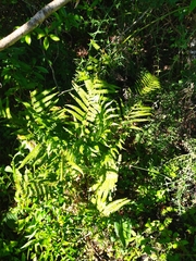 Amauropelta decurtata