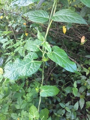 Gonolobus uniflorus