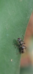 Salticidae