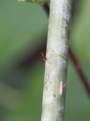 Rubus leucodermis