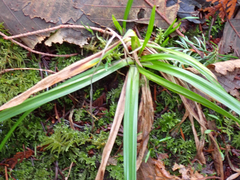 Luzula parviflora