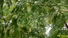 Metasequoia glyptostroboides