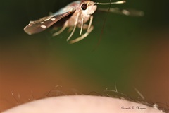 Thespieus aspernatus