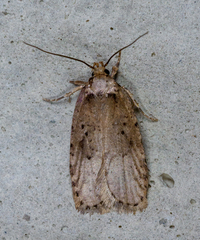 Agonopterix canadensis