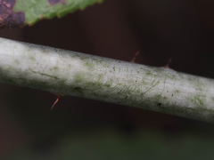Rubus leucodermis