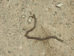 Trimerodytes balteatus