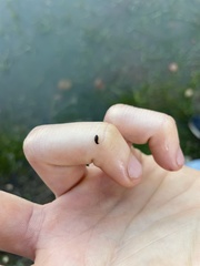 Mesostoma californicum