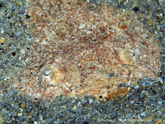 Uranoscopus scaber
