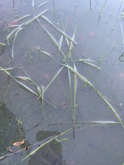 Mesostoma californicum