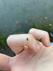 Mesostoma californicum