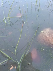 Mesostoma californicum