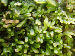 Riccardia latifrons