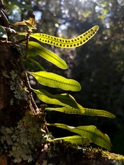 Microgramma squamulosa