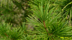 Sciadopitys verticillata