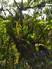 Microgramma squamulosa