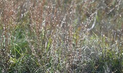 Schizachyrium littorale