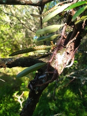 Microgramma squamulosa