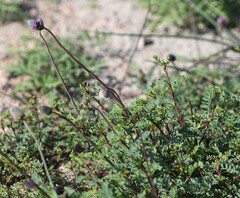 Dalea emarginata