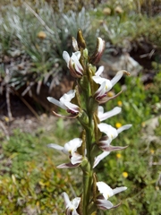 Prasophyllum suttonii