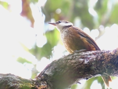 Pseudocolaptes boissonneautii