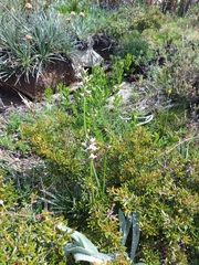 Prasophyllum suttonii