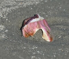 Megabalanus tintinnabulum