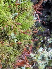 Dicranum fuscescens