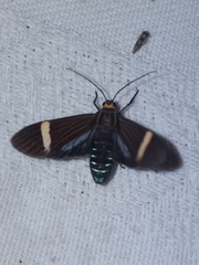 Aclytia