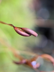 Dicranum fuscescens