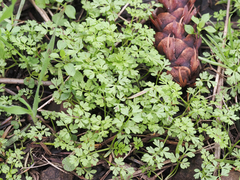 Anthriscus caucalis