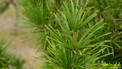 Sciadopitys verticillata