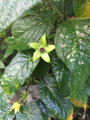 Gonolobus uniflorus