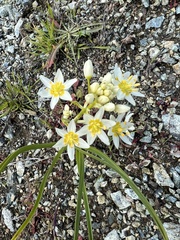 Toxicoscordion fremontii