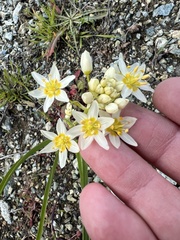 Toxicoscordion fremontii