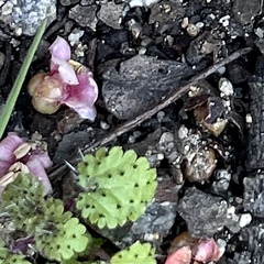 Hesperocnide tenella